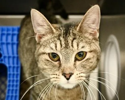 An adult small-sized female Domestic Short Hair cat named Lulu for adoption in West Seneca, NY