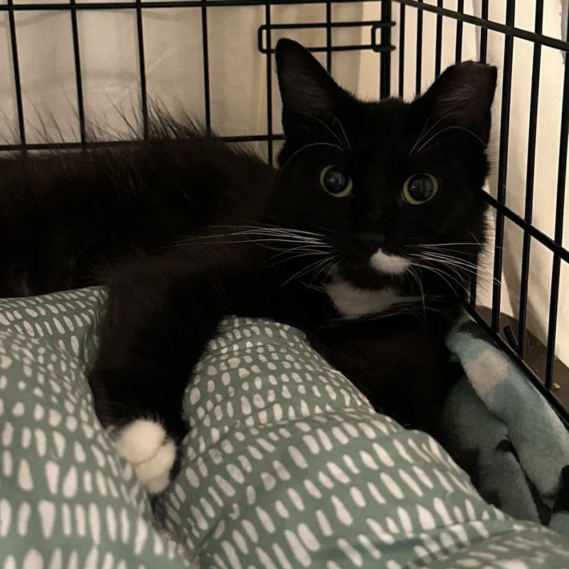 A young medium-sized female Black Domestic Medium Hair cat named Ariel for adoption in Mount Laurel, NJ