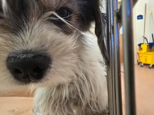 An adult small-sized male Terrier dog named Sherlock for adoption in Kennewick, WA