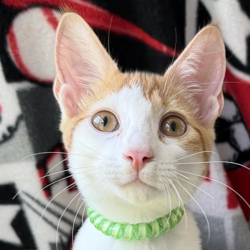 A baby small-sized male Orange / Red Domestic Short Hair cat named Owen for adoption in Santa Fe, TX