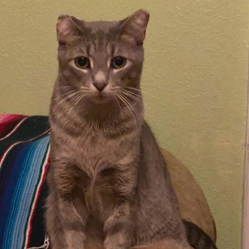 A baby small-sized male Gray / Blue / Silver Domestic Short Hair cat named Turbo for adoption in Waco, TX