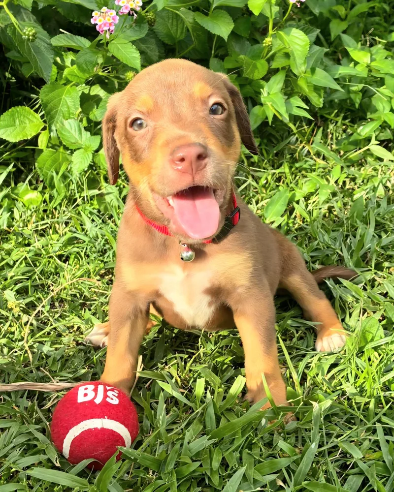 Clifford Cleo "the Cuteness thumbnail 2