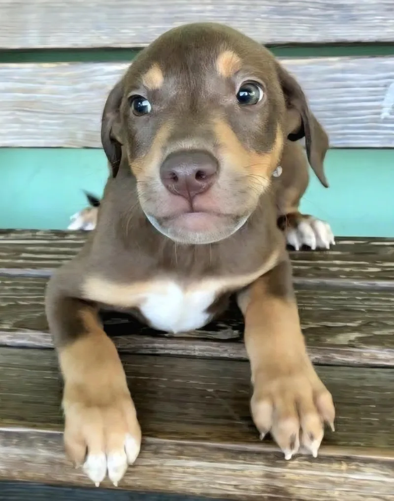 Clifford Cleo "the Cuteness thumbnail 3