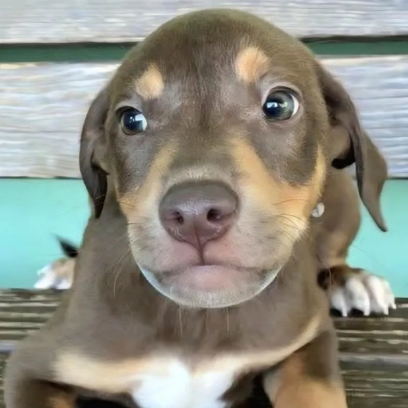 Clifford Cleo "the Cuteness