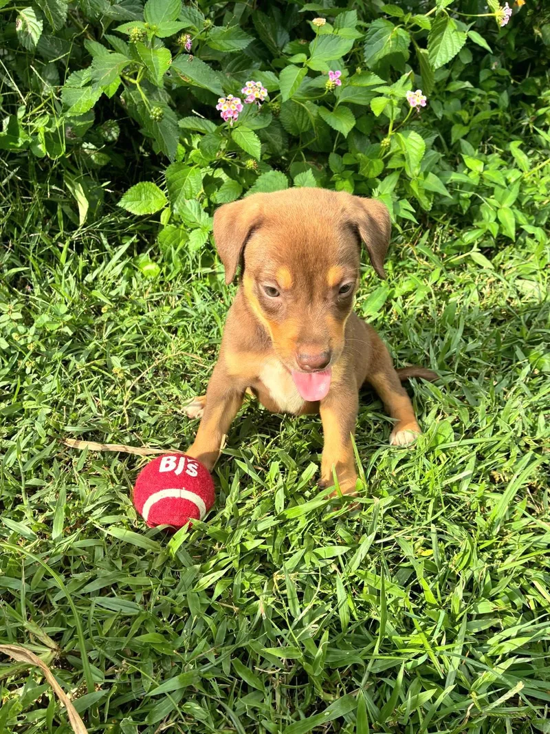 Clifford Cleo "the Cuteness thumbnail 4