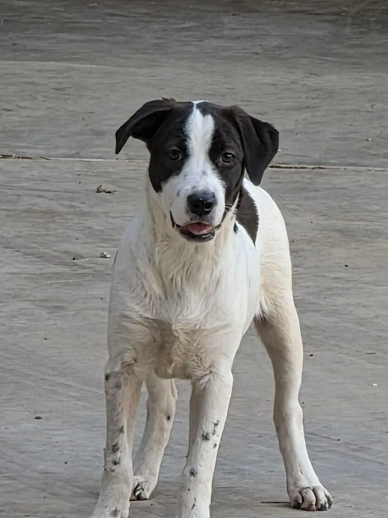 A baby large-sized female Mixed Breed dog named Daisy for adoption in Lee, NH