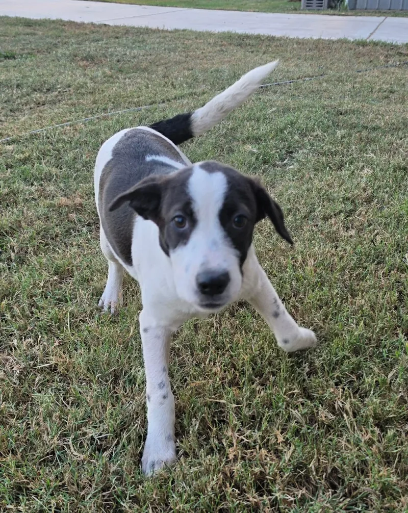 Daisy thumbnail 3