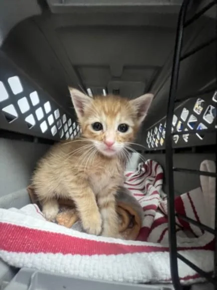 A baby small-sized male Domestic Short Hair cat named Renji for adoption in San Pedro, CA