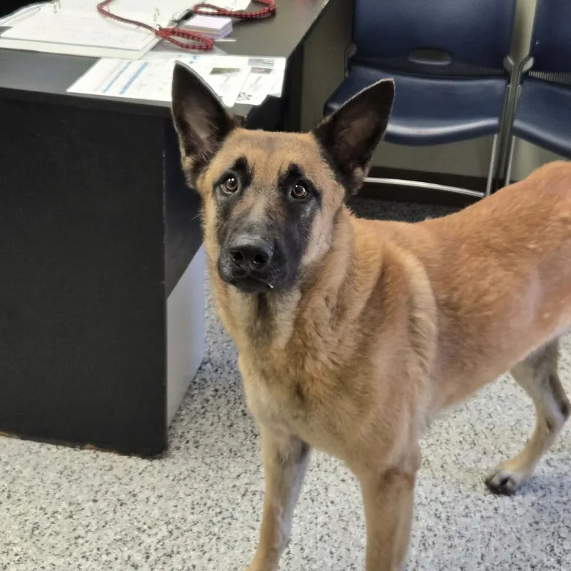 An adult large-sized female Apricot / Beige Belgian Shepherd / Malinois dog named Juno Located In Texas for adoption in Imlay City, MI
