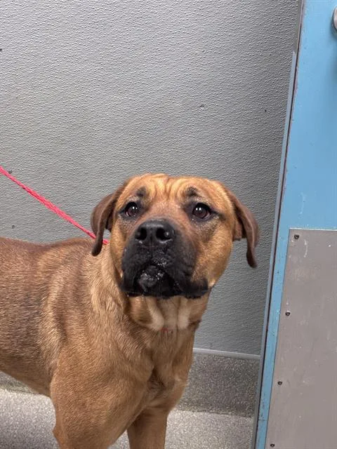 A young large-sized female Pit Bull Terrier dog named Banana Bread for adoption in Las Vegas, NV