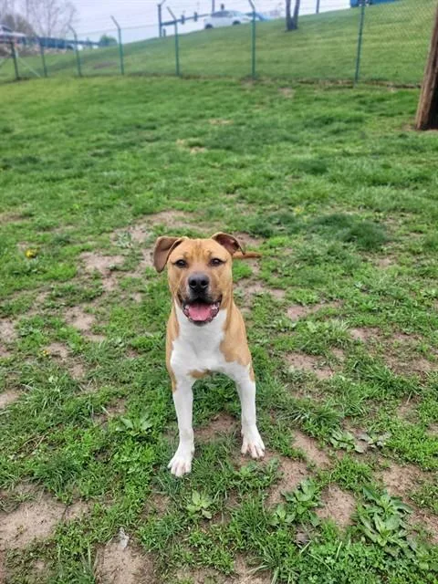 A young large-sized male Pit Bull Terrier dog named Boone for adoption in Saint Peters, MO