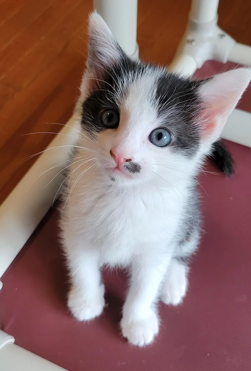 A baby small-sized male Black Domestic Short Hair cat named Clover for adoption in Aylett, VA