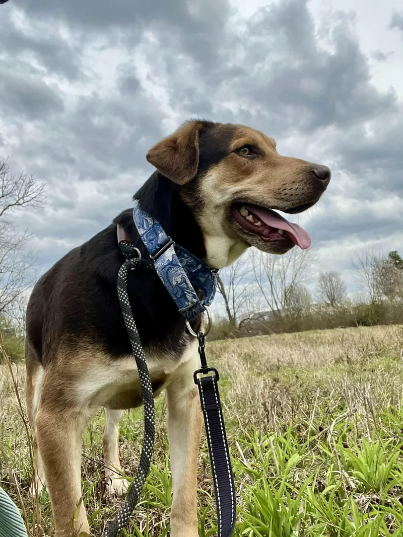 An adult large-sized male Bicolor Hound dog named Clyde D for adoption in Frankfort, KY