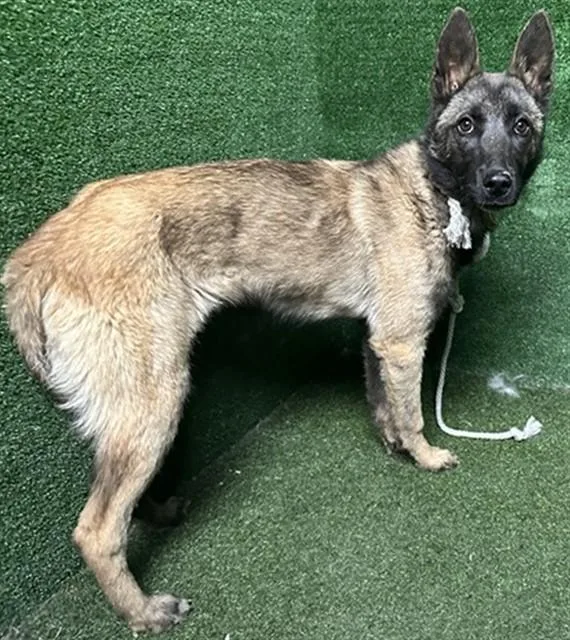 A young medium-sized male Belgian Shepherd / Malinois dog named Bullet for adoption in Lancaster, CA