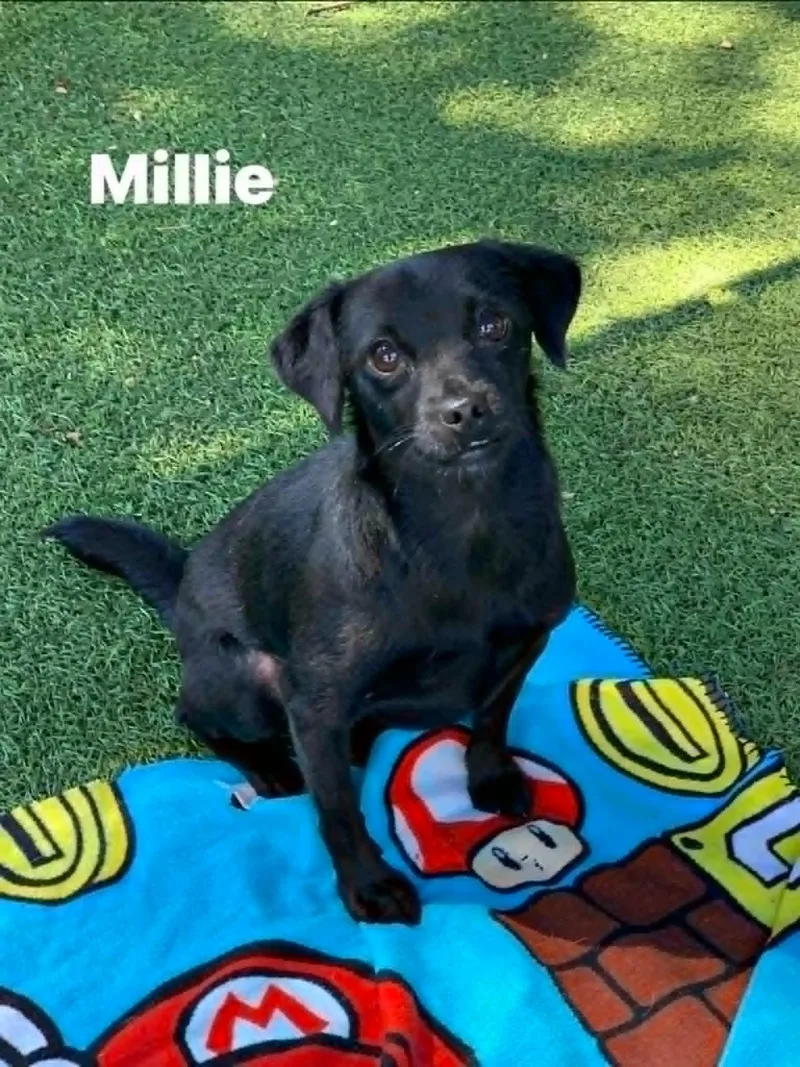 A young small-sized female Black Dachshund dog named Millie for adoption in Blue Bell, PA