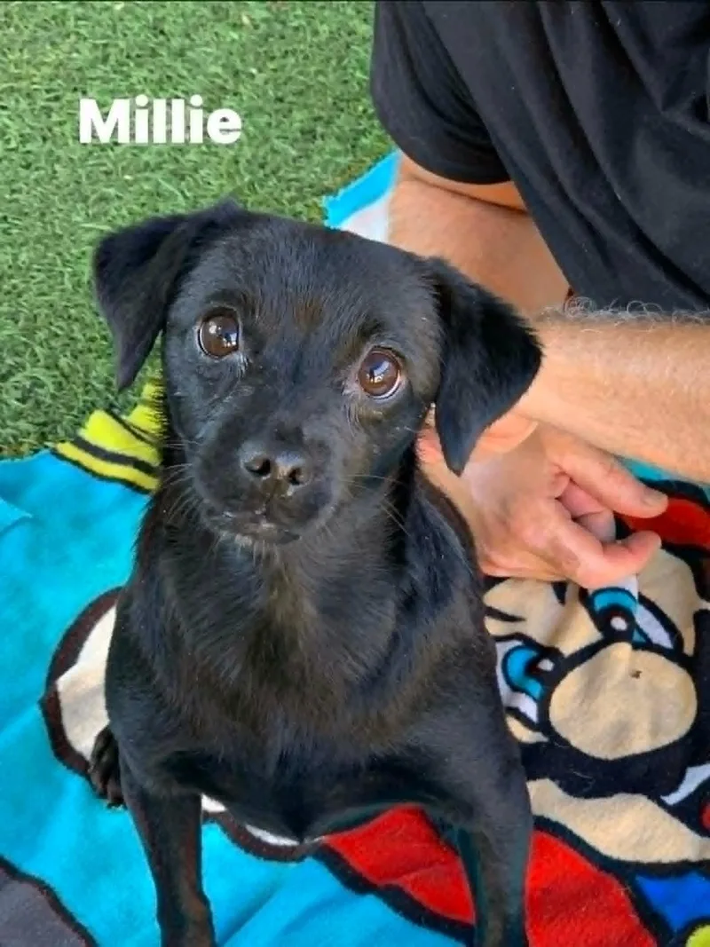 Millie thumbnail 2