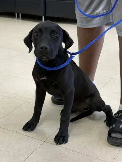 A young medium-sized male Labrador Retriever dog named Midnight for adoption in Killeen, TX