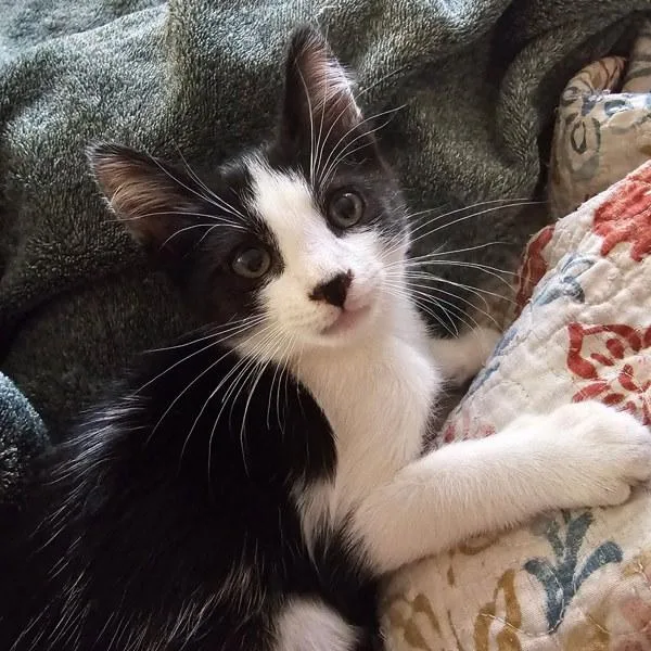 A baby small-sized male Domestic Short Hair cat named Johnny for adoption in Bonsall, CA