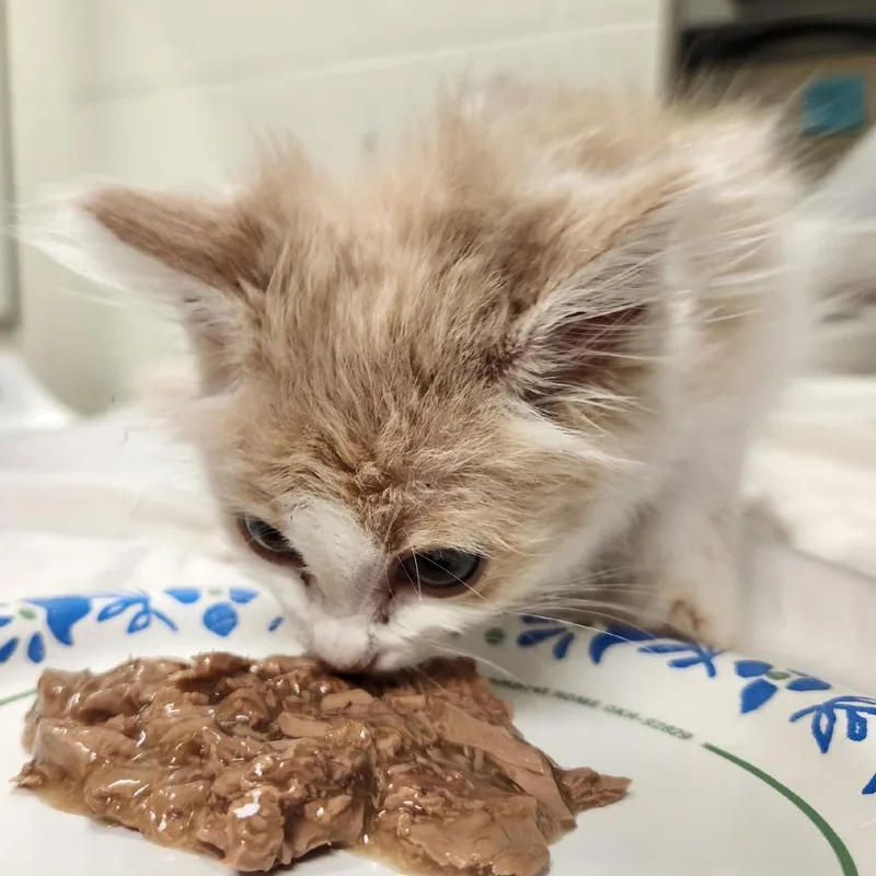 General Tso