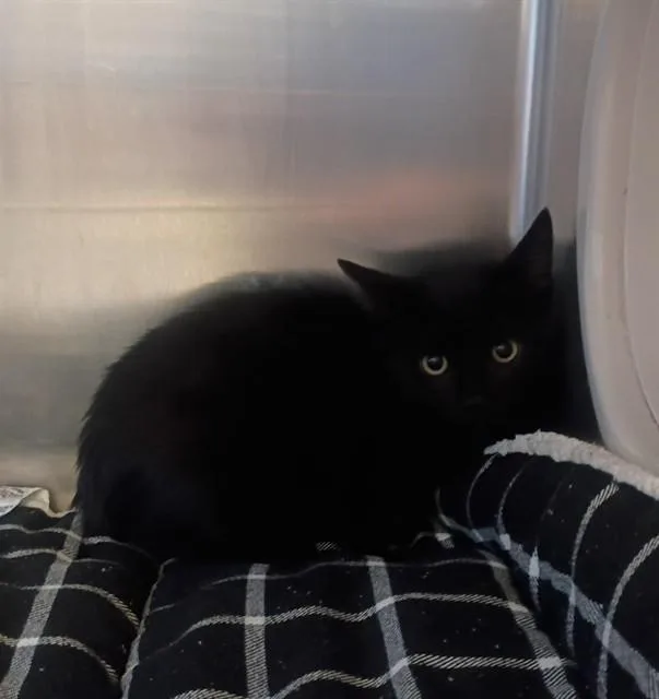 A baby small-sized male Domestic Short Hair cat named Rowdy for adoption in Castaic, CA