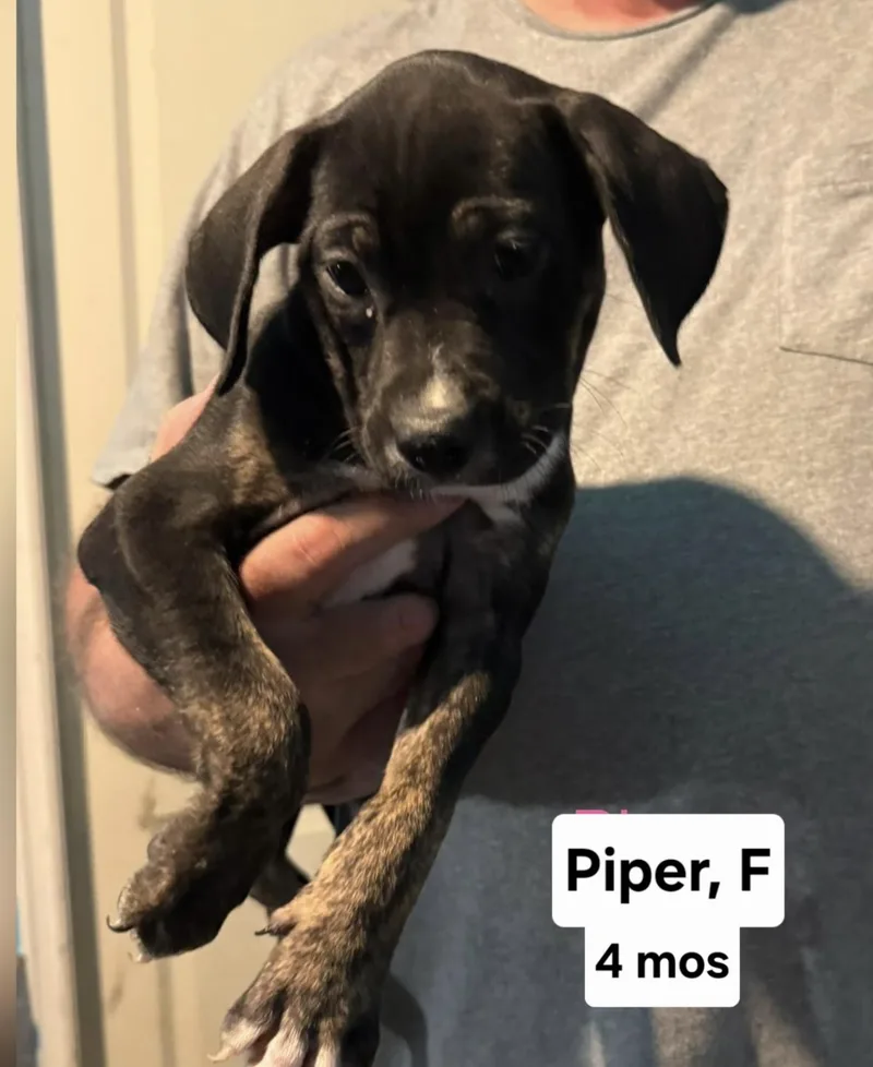 A baby medium-sized female Black Labrador Retriever dog named Piper for adoption in Parma, OH
