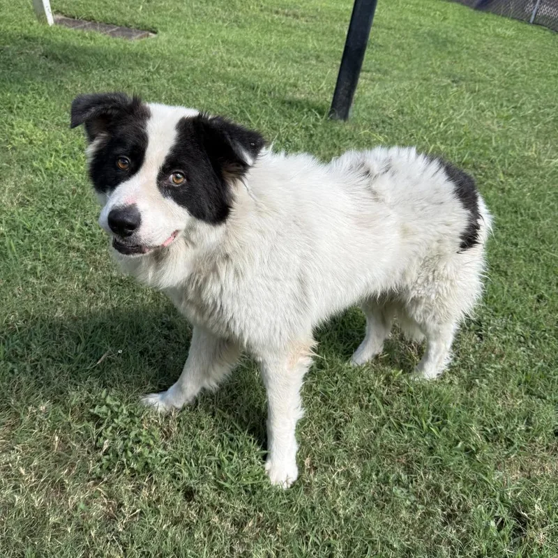 A young medium-sized male Border Collie dog named Calabaza for adoption in Brenham, TX