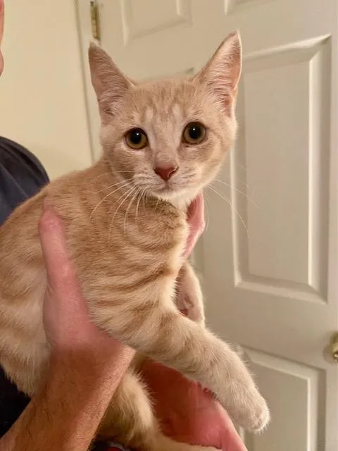 A baby small-sized female Buff & White Domestic Short Hair cat named Domino for adoption in Ashland, VA