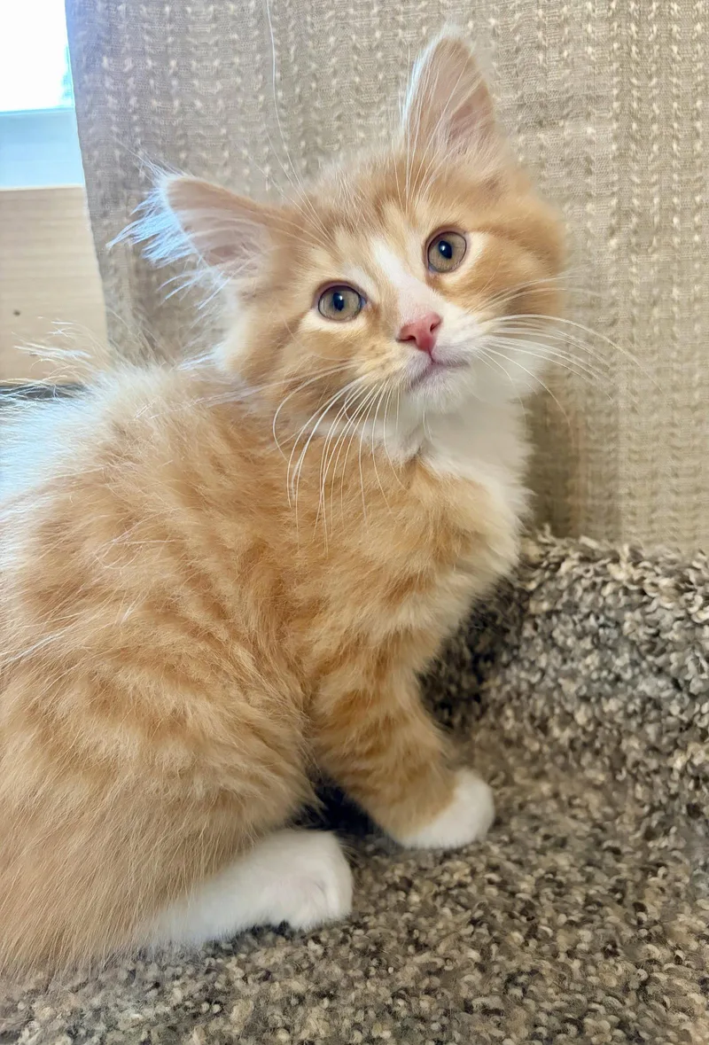 A baby medium-sized male Orange & White Domestic Medium Hair cat named Piggy for adoption in Rootstown, OH
