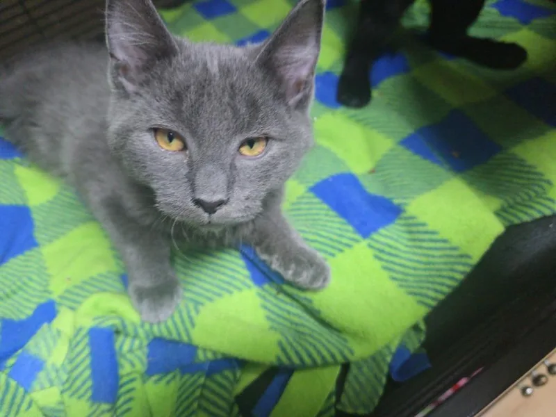 A young small-sized male Domestic Short Hair cat named Larry for adoption in Pine Grove, PA