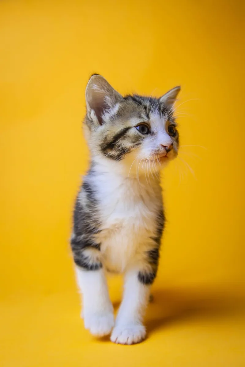 A baby large-sized male Domestic Short Hair cat named Yukon for adoption in Port Deposit, MD