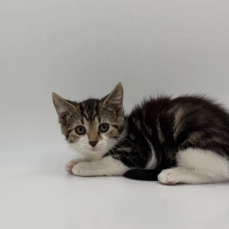 A baby medium-sized female Domestic Short Hair cat named Sesame for adoption in State College, PA