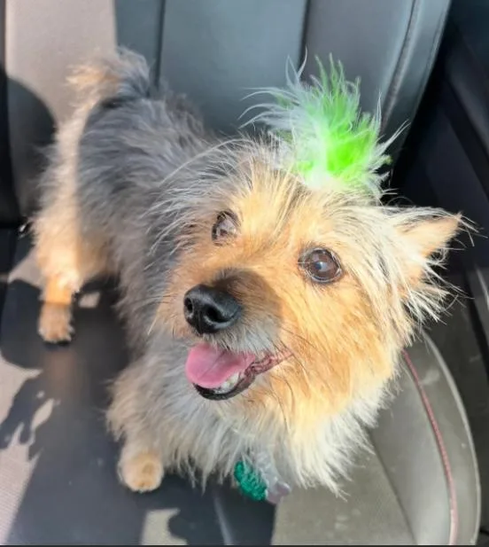 An adult small-sized female Australian Terrier dog named Piffy for adoption in Chicago, IL