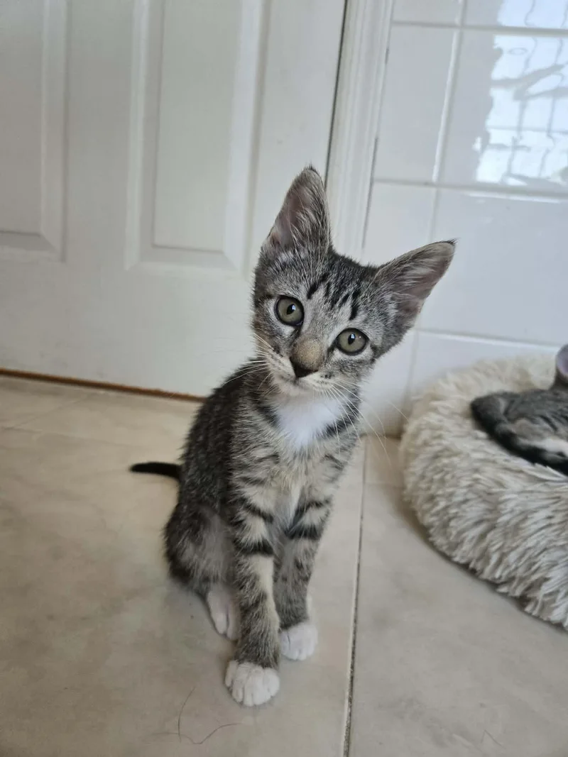 A baby medium-sized female Domestic Short Hair cat named Romy for adoption in Holbrook, NY