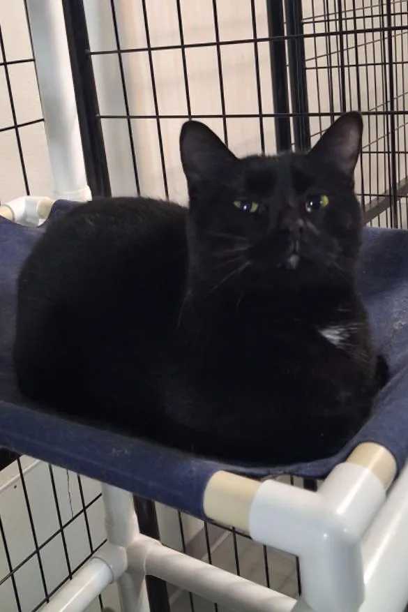 A young medium-sized female Black Domestic Short Hair cat named Isabelle for adoption in Iowa Falls, IA