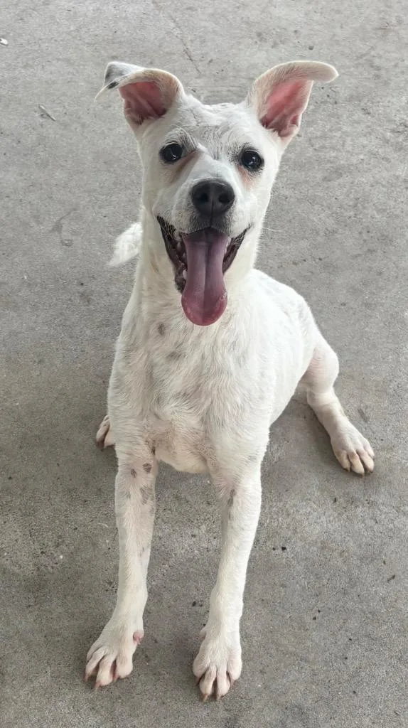 Sampsongood Puppy!