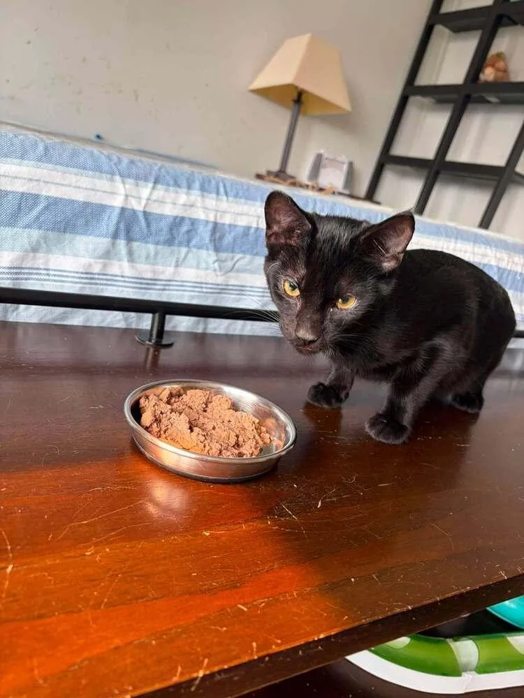 A baby medium-sized male Black & White / Tuxedo Domestic Short Hair cat named Challenger for adoption in Chicago, IL