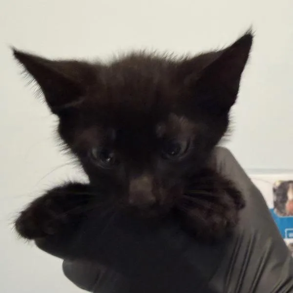 A baby small-sized male Domestic Short Hair cat named Martini Jones for adoption in Oceanside, CA