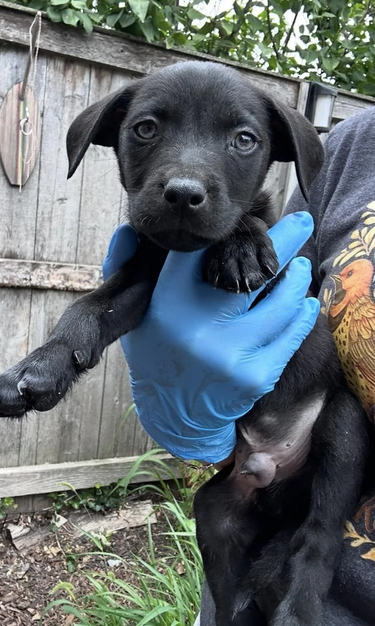 A baby medium-sized male Black Labrador Retriever dog named Volkl for adoption in Wonder Lake, IL