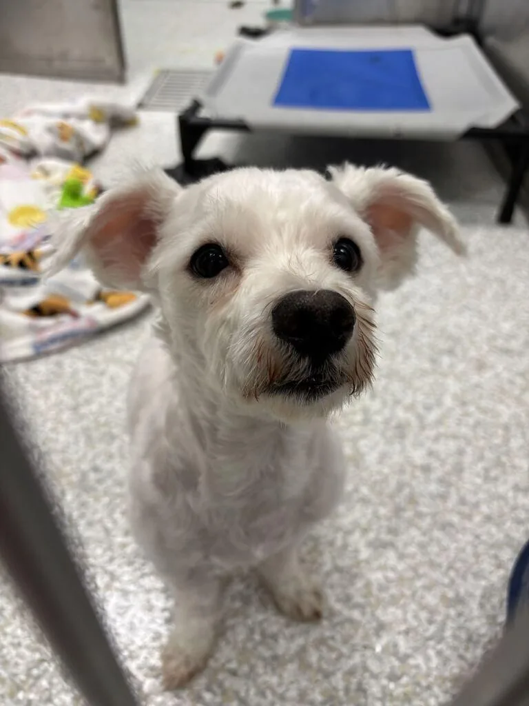 A young small-sized male White / Cream Mixed Breed dog named Maurice for adoption in Raleigh, NC