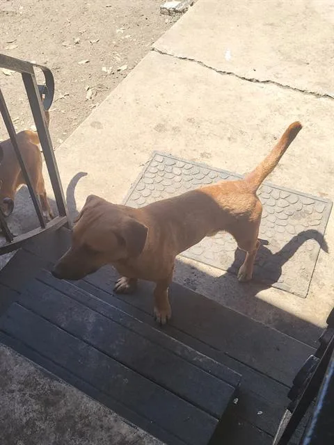 A young small-sized male Terrier dog named Eenie for adoption in San Antonio, TX