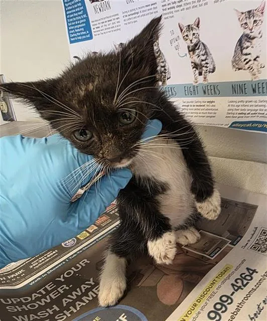A baby small-sized female Domestic Short Hair cat named Baby Girl for adoption in San Antonio, TX