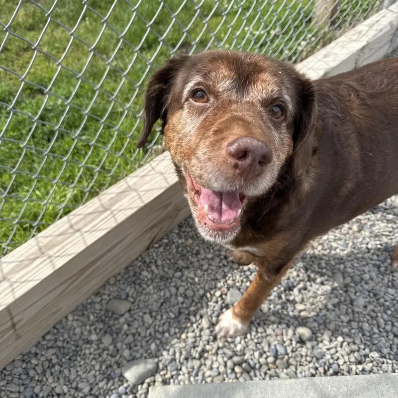 A senior medium-sized male Red / Chestnut / Orange Beagle dog named Huck for adoption in Binghamton, NY