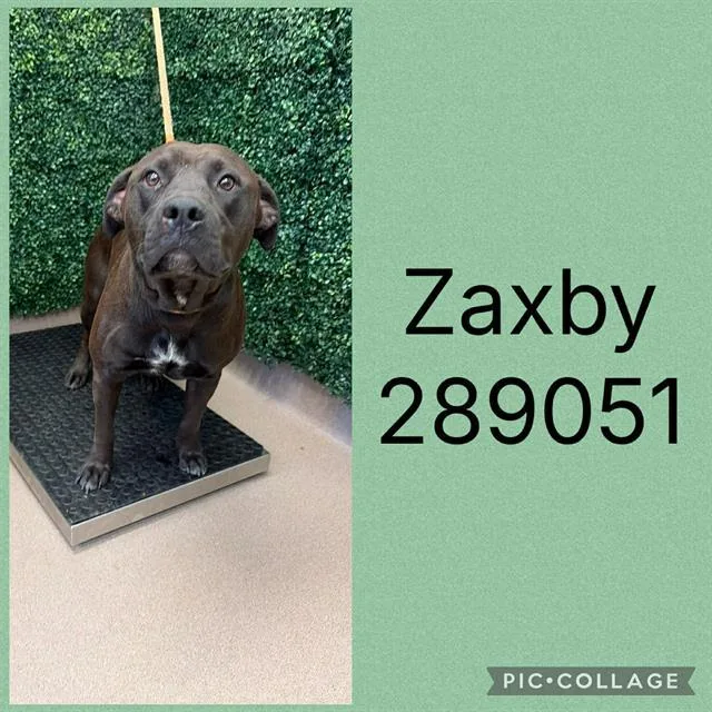 An adult large-sized male Labrador Retriever dog named Zaxby for adoption in Macon, GA