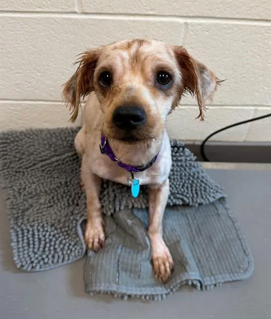 An adult medium-sized male Bichon Frise dog named Flipflop for adoption in Leesburg, VA