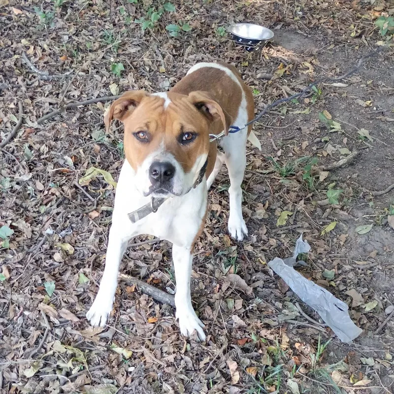 An adult medium-sized male White / Cream Mixed Breed dog named Bentley for adoption in Columbus, GA