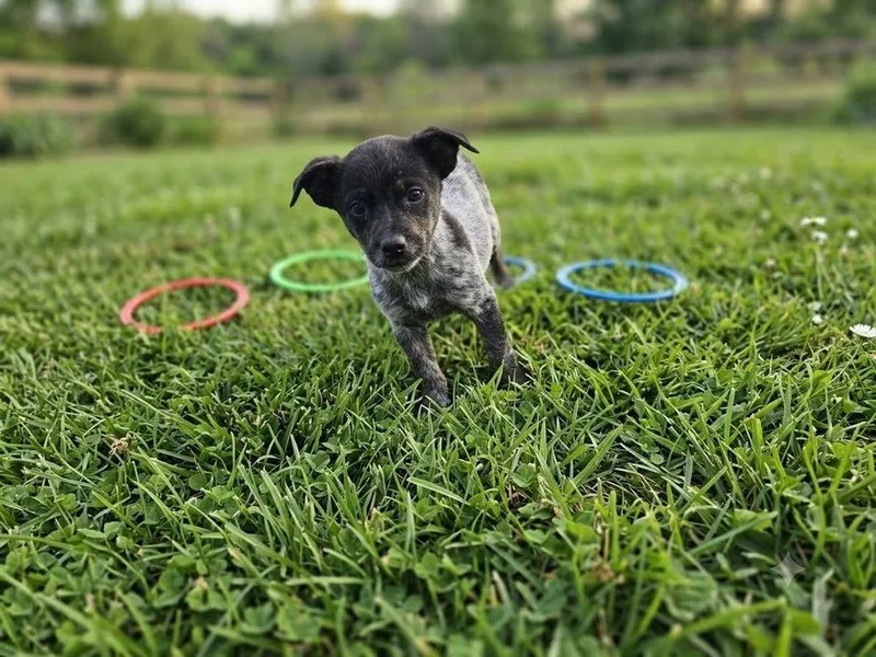 A baby small-sized female Australian Cattle Dog / Blue Heeler dog named Maryland for adoption in Colorado Springs, CO
