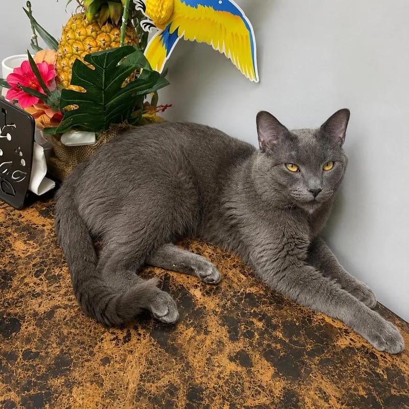 An adult medium-sized male Gray / Blue / Silver Domestic Short Hair cat named Grey for adoption in Stamford, CT