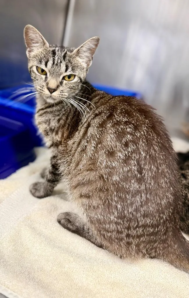 A baby medium-sized female Domestic Short Hair cat named Winnie for adoption in Danielsville, GA