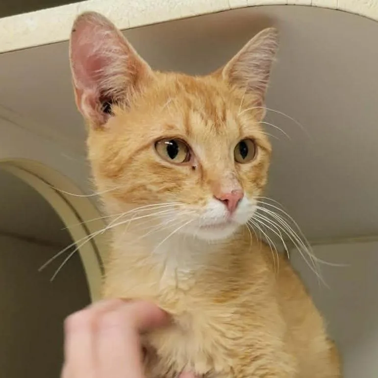 An adult medium-sized male Orange / Red Domestic Short Hair cat named CheezIt for adoption in Columbia, MO