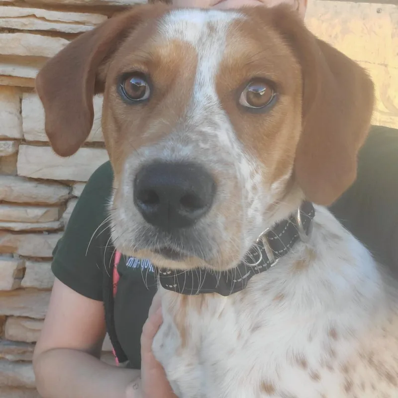 A young medium-sized female Mixed Breed dog named Sage for adoption in Fairport, NY